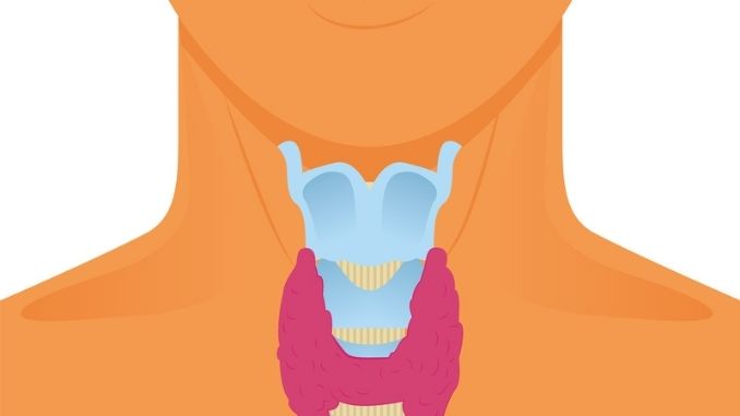 Everything You Need to Know About Thyroid Health