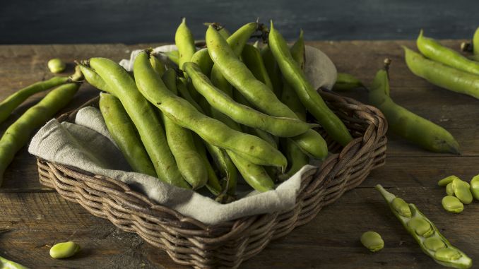 Fava Beans-Parkinson's Diet