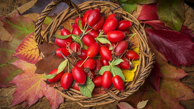 Rose Hips for Dinner