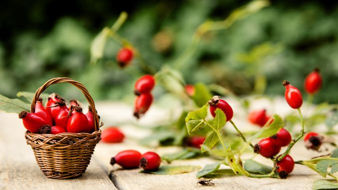 What are Rose Hips