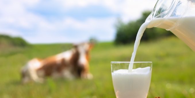 #4 Best Milk for Gut Health