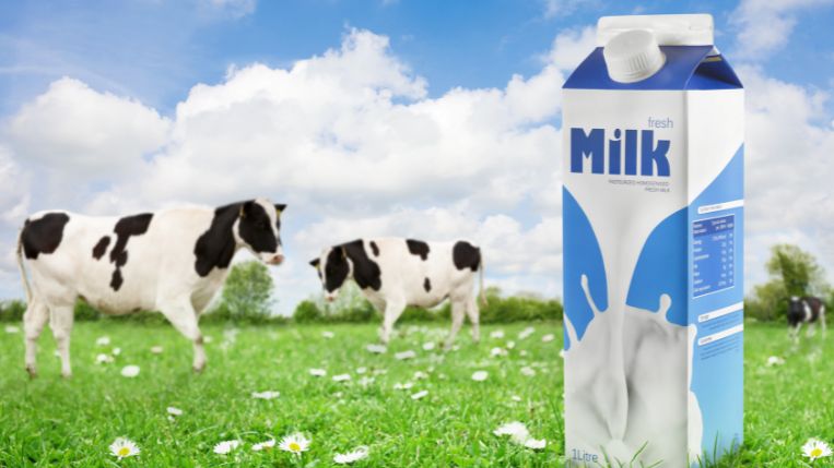 Cow's Milk - Best Milk for Gut Health