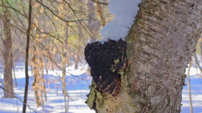 Chaga The Antioxidant King