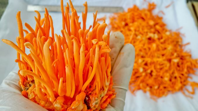 cordyceps-militaris - mushroom coffee benefits weight loss