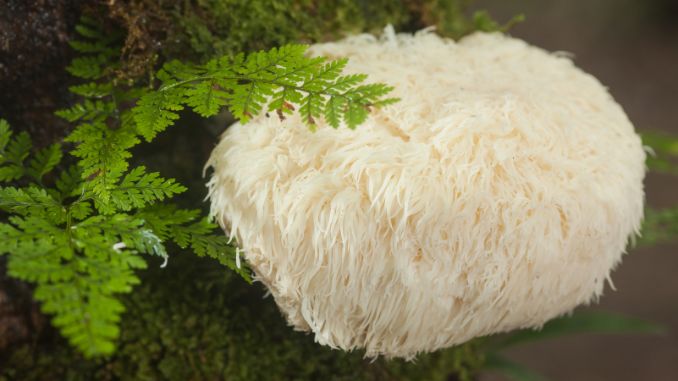 lion-s-mane-mushroom - mushroom coffee benefits weight loss
