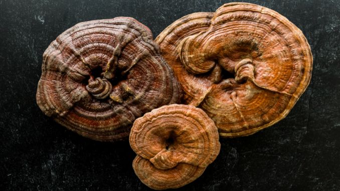 reishi-mushrooms - mushroom coffee benefits weight loss