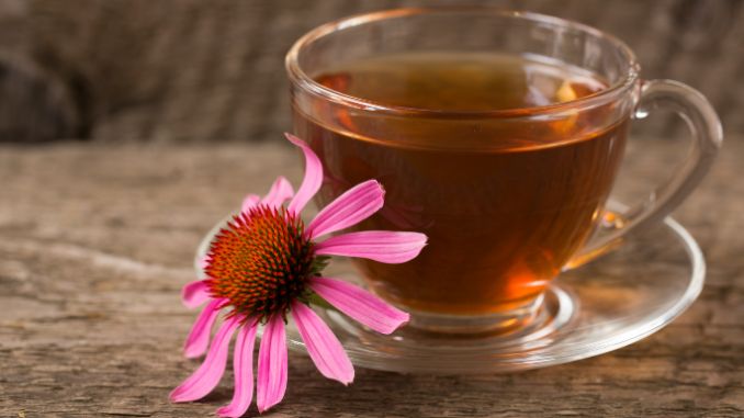 Echinacea Tea: Your Go-To Immune Booster